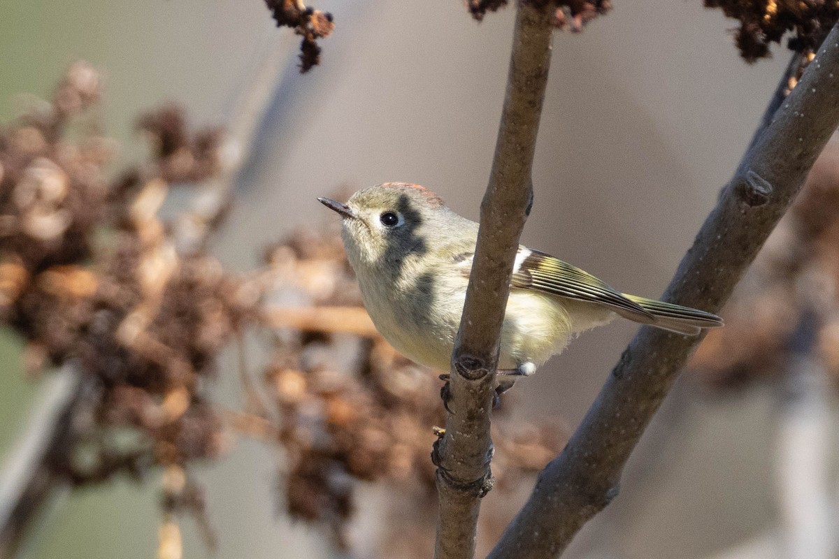 Ruby-crowned Kinglet - Miriam Baril