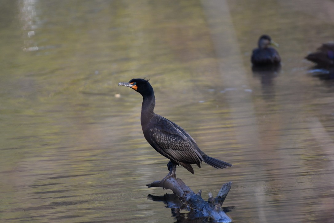 Double-crested Cormorant - ML328681961