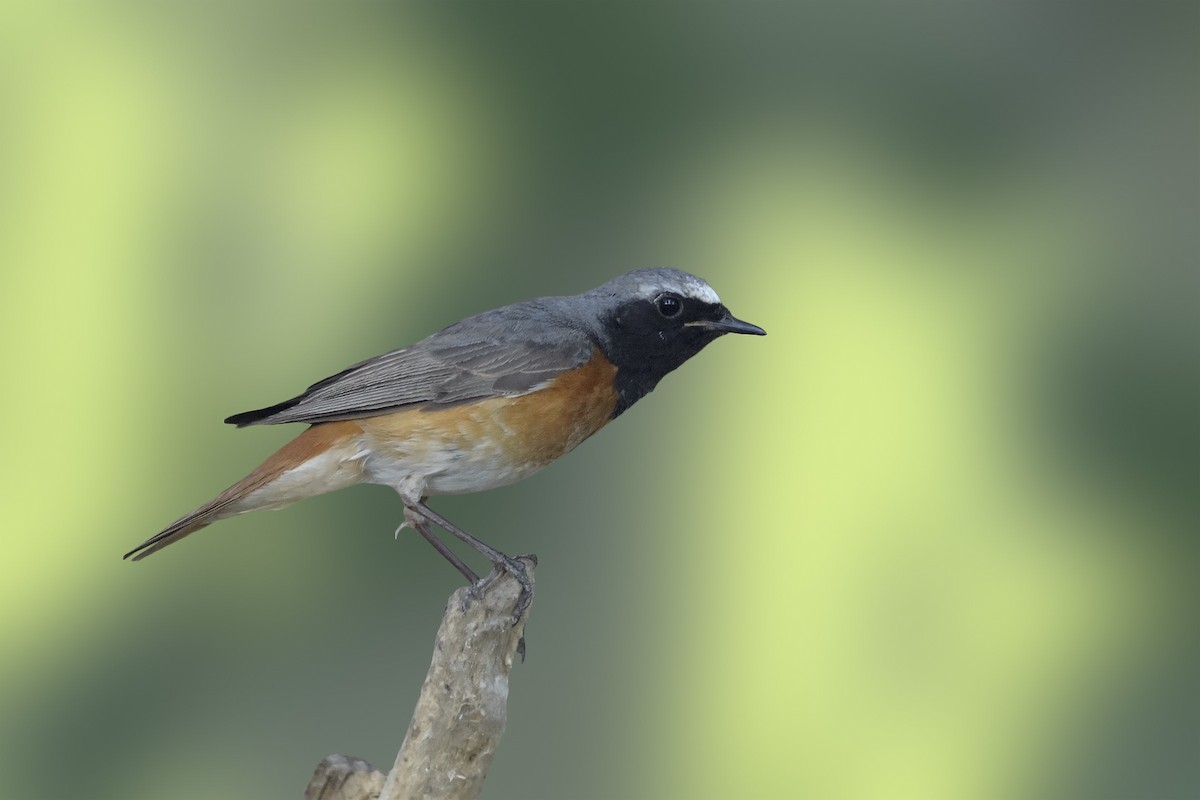 Common Redstart - ML328683551