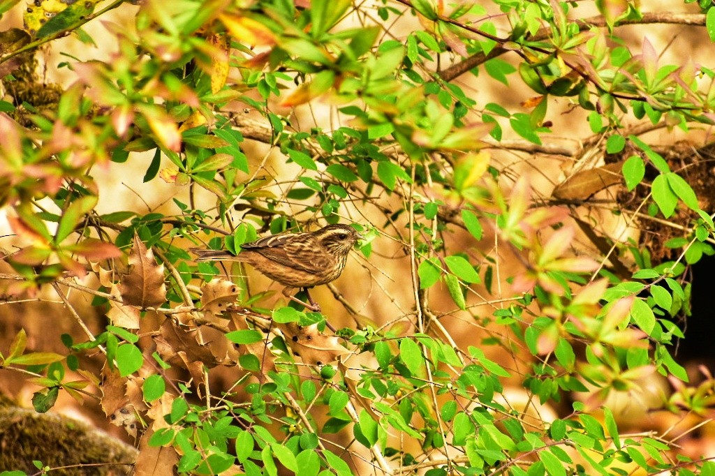 Pink-browed Rosefinch - ML328683691