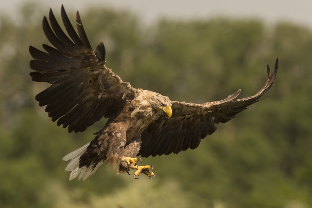 White-tailed Eagle - ML328683891