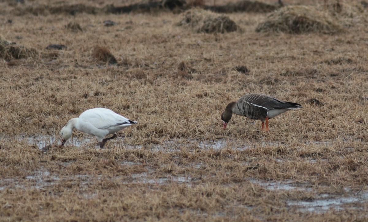 Snow Goose - ML328683961