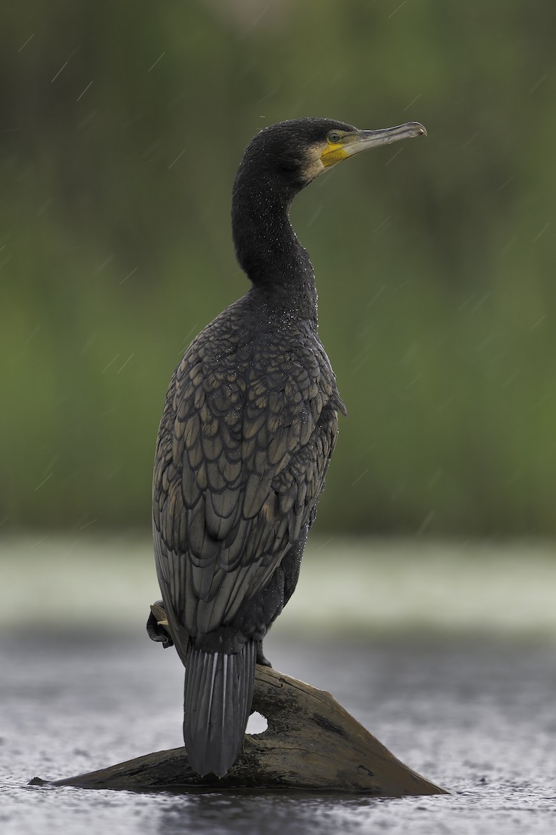 Great Cormorant - ML328684581