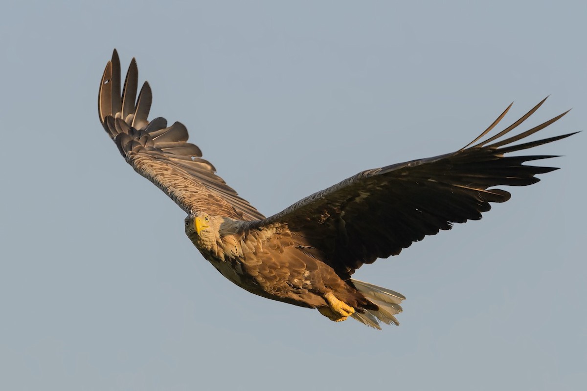 White-tailed Eagle - ML328684701