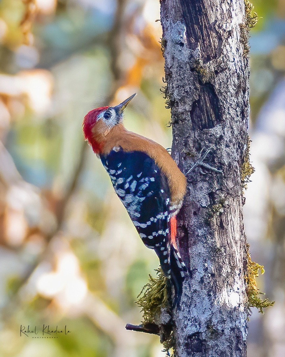 Rufous-bellied Woodpecker - Rahul Khadiwala