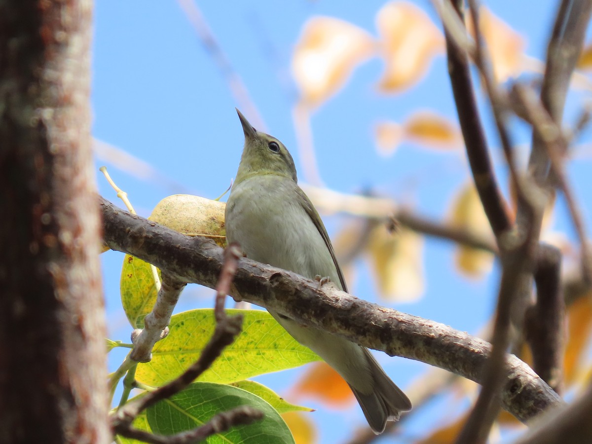 Tennessee Warbler - ML328686011