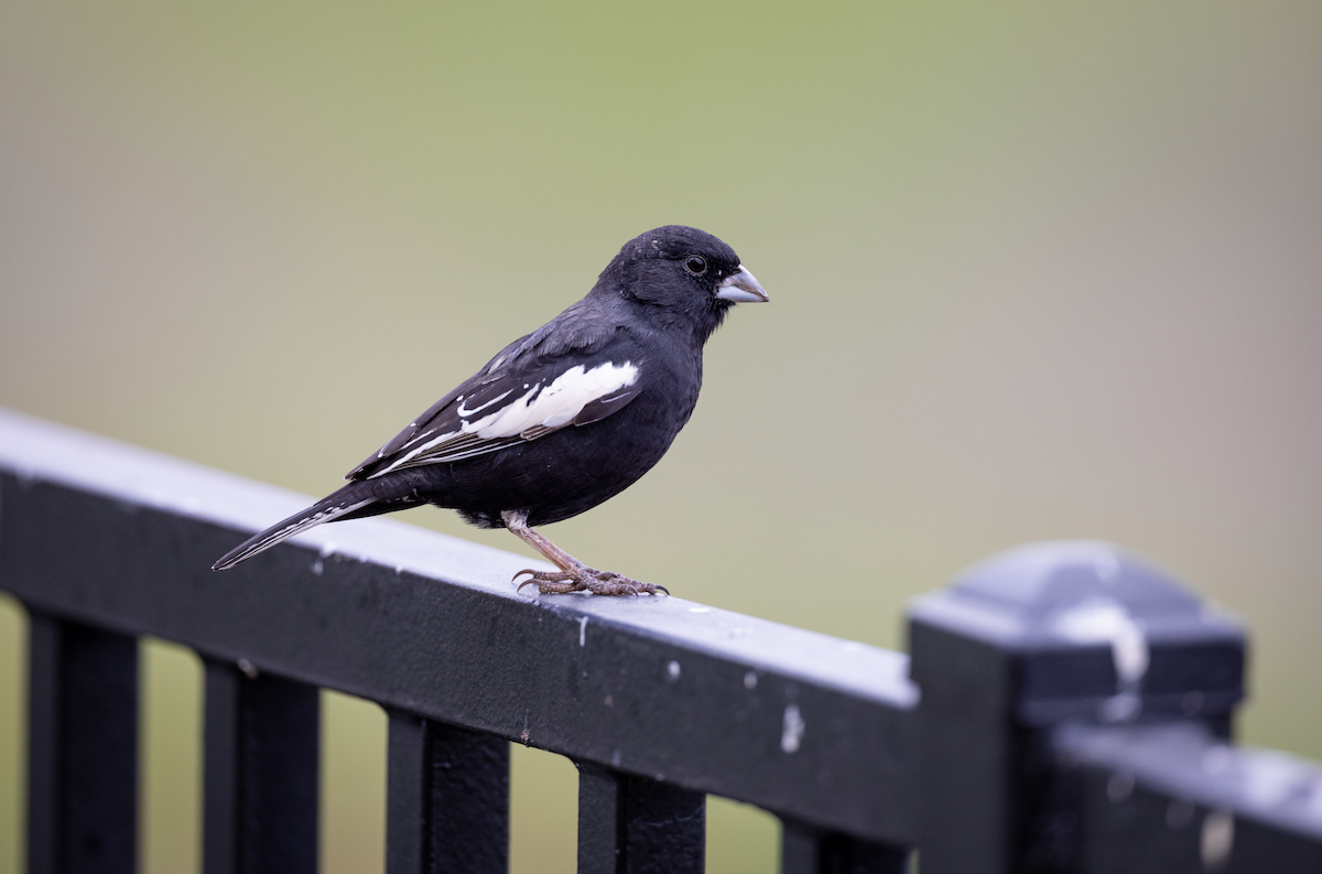 Lark Bunting - ML328686281