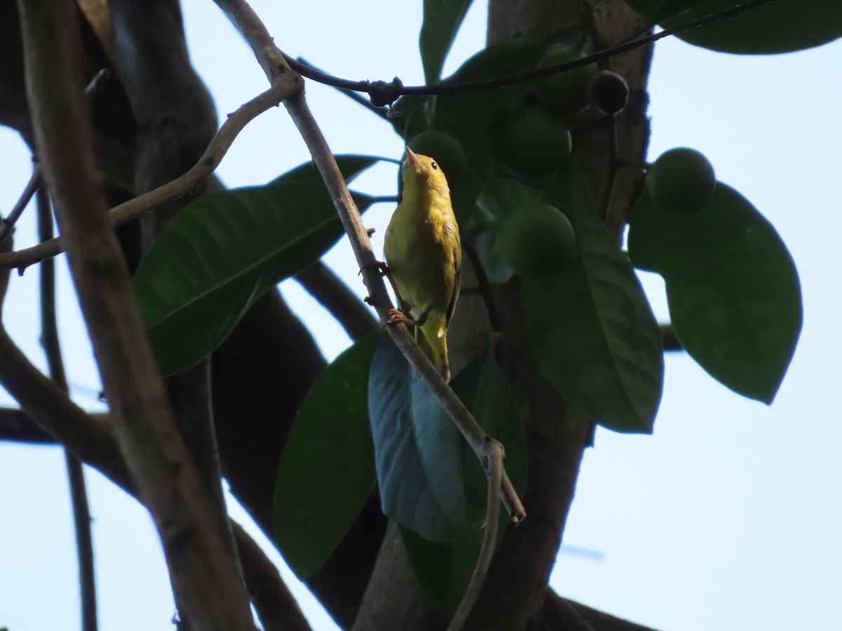 Yellow Warbler - ML328686301