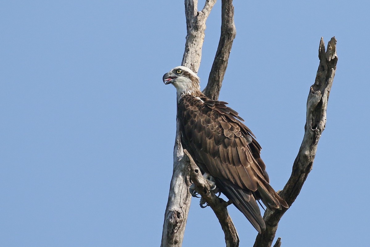 Águila Pescadora (Australia) - ML328686611