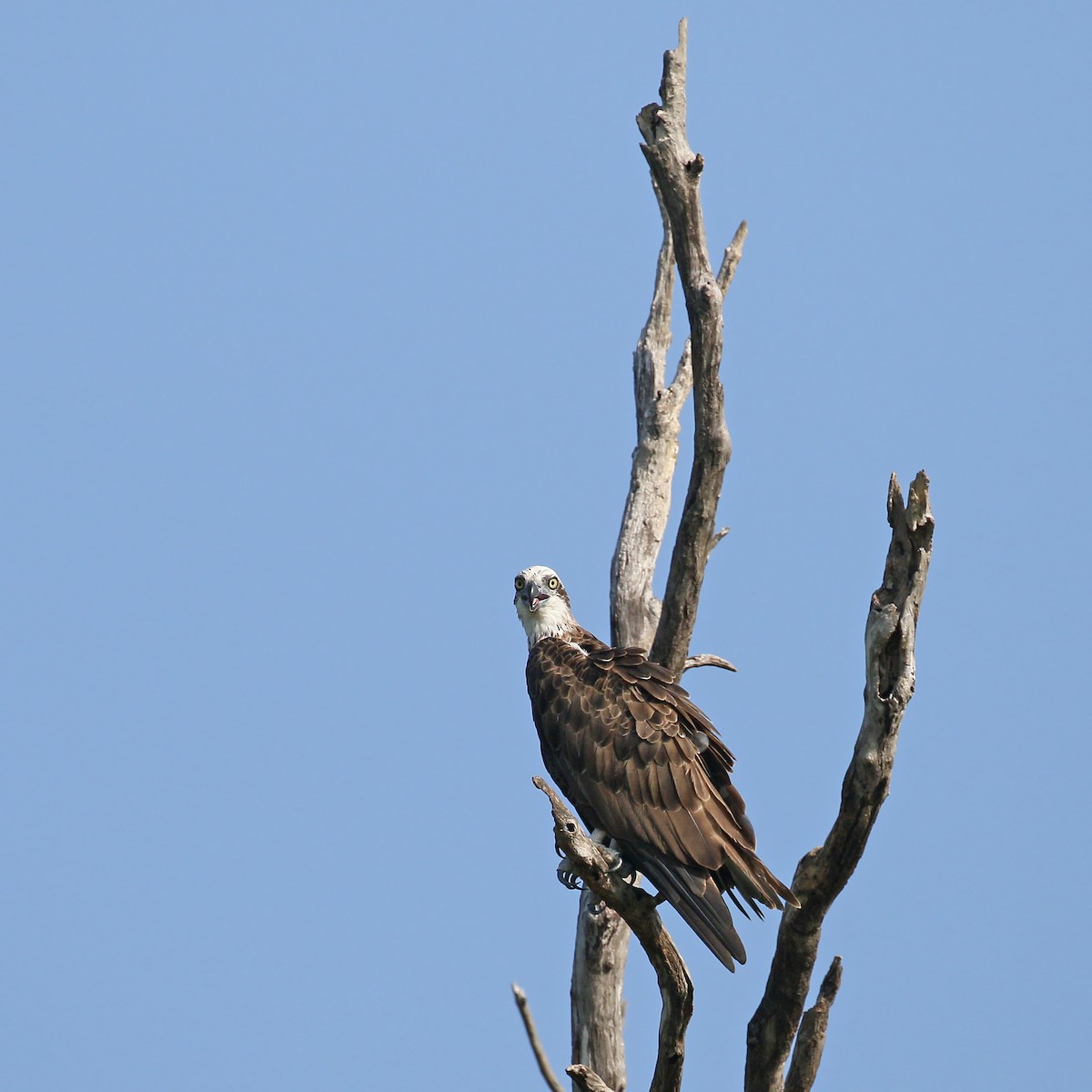 Osprey (Australasian) - ML328686641