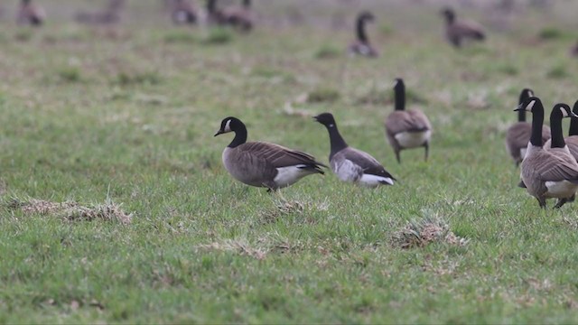 Branta musubeltza - ML328686881