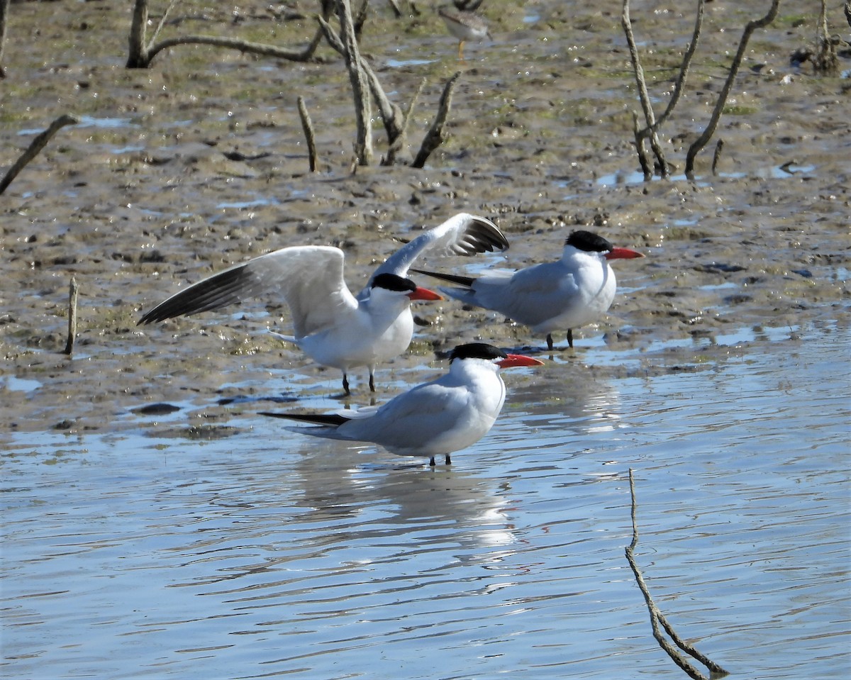 Caspian Tern - Lori Shuler