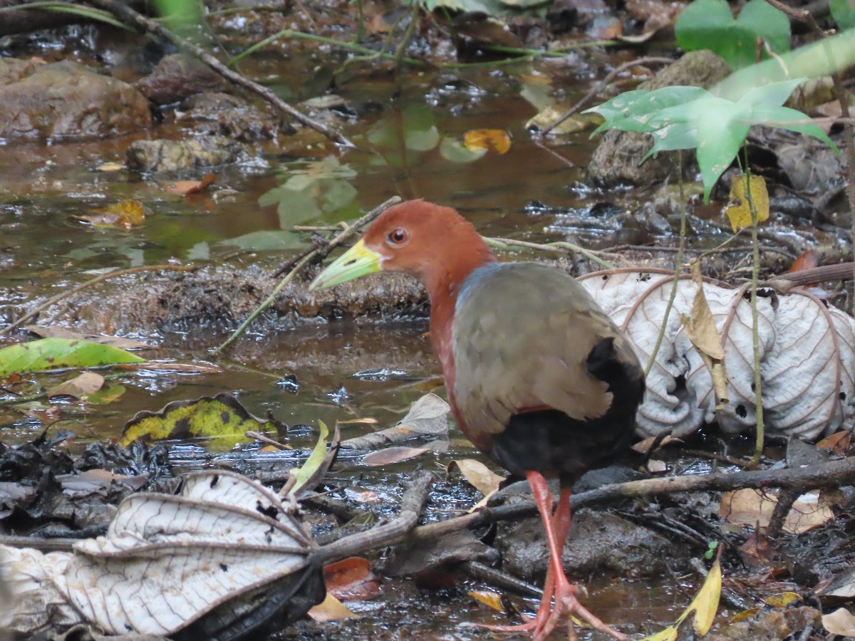 Rufous-necked Wood-Rail - ML328687751