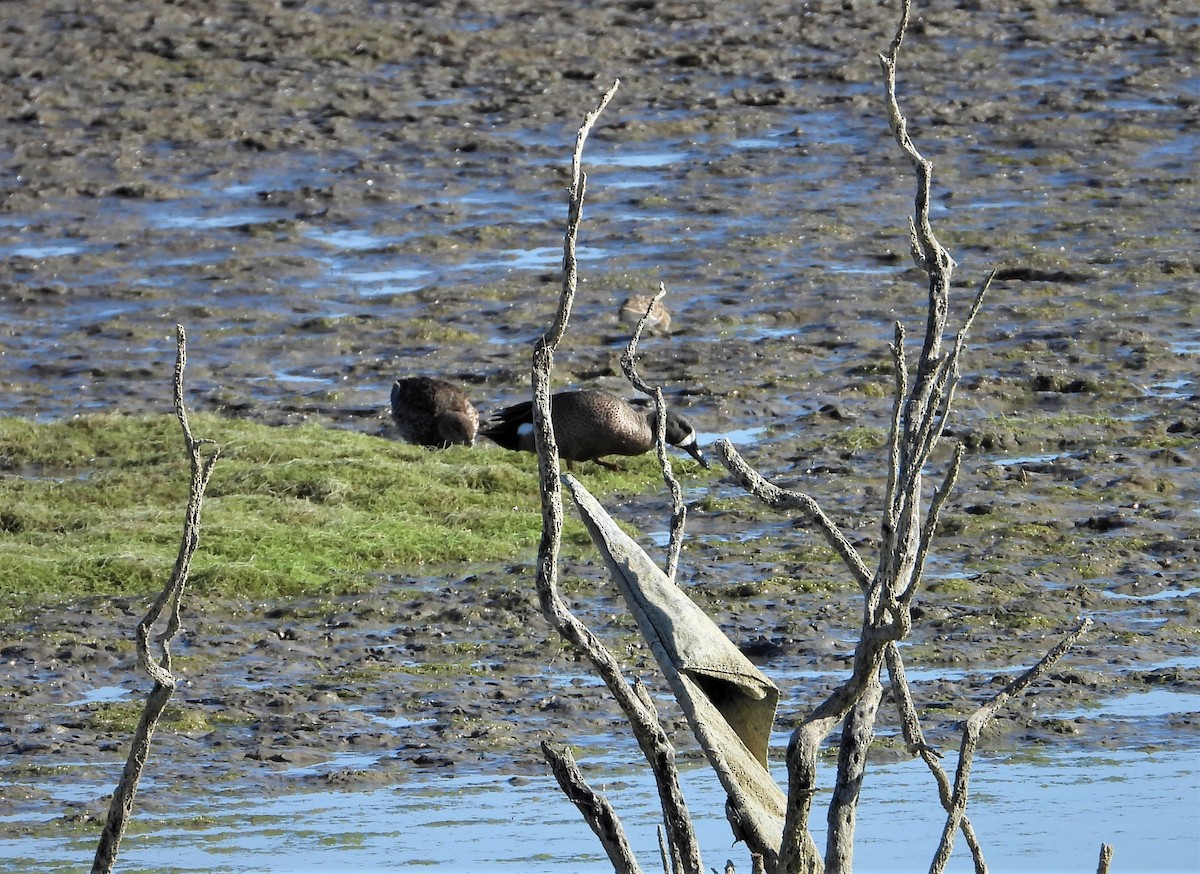 Blue-winged Teal - Lori Shuler