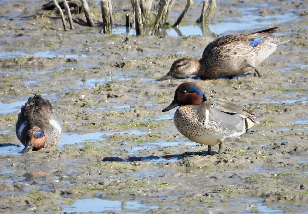 Sarcelle d'hiver (carolinensis) - ML328690461