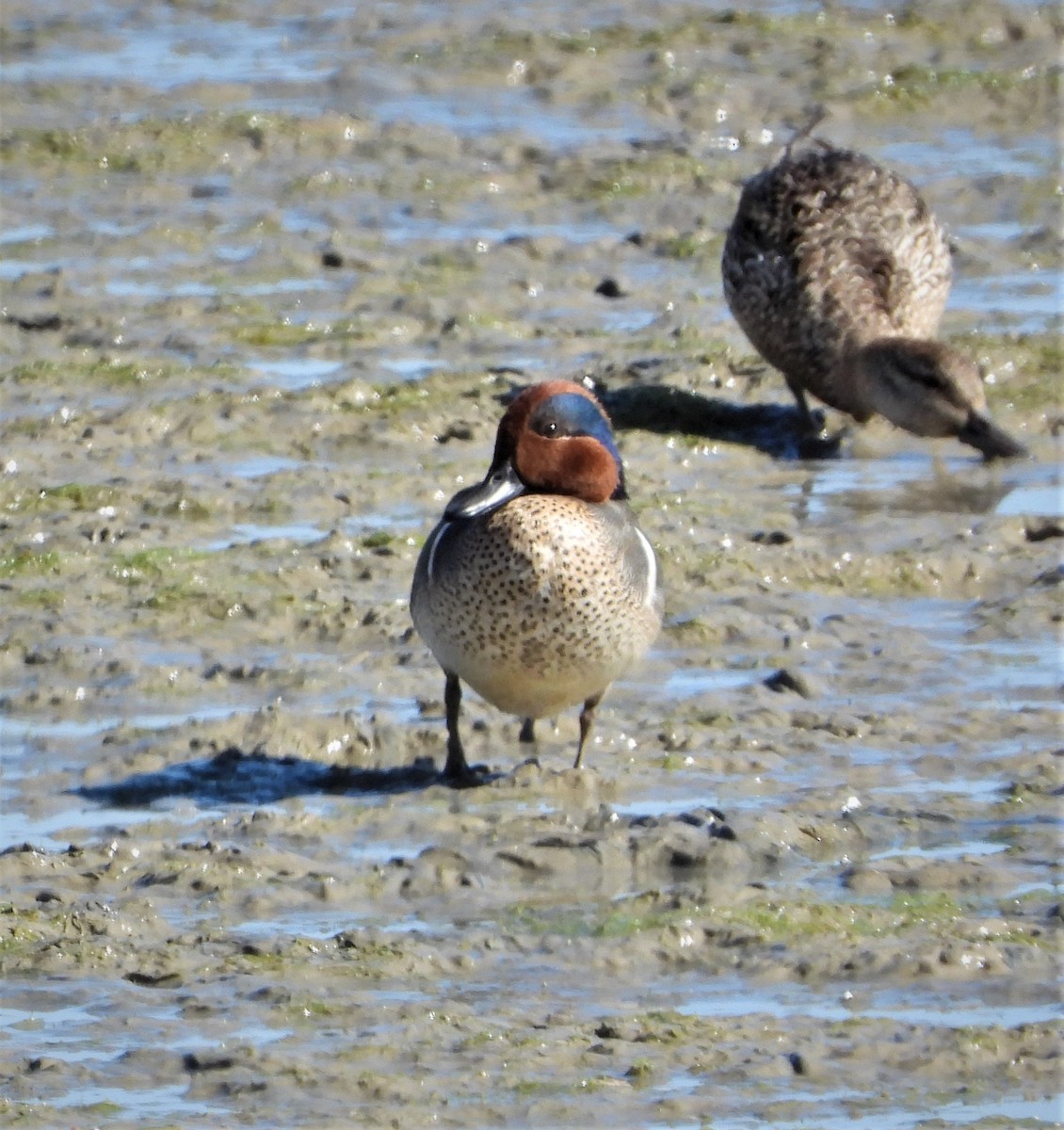 Sarcelle d'hiver (carolinensis) - ML328690481