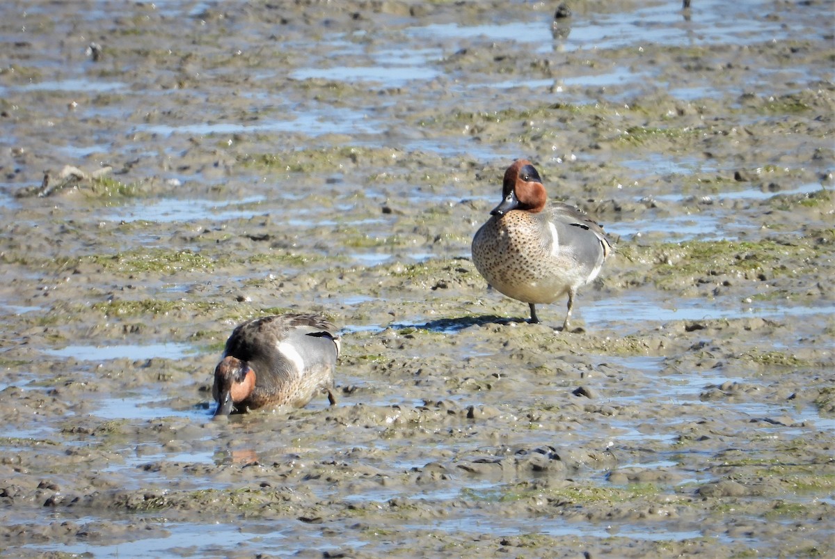 Green-winged Teal (American) - ML328690491