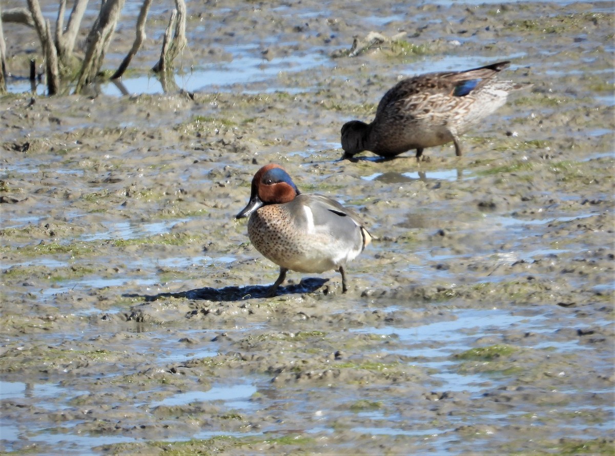 Green-winged Teal (American) - ML328690521