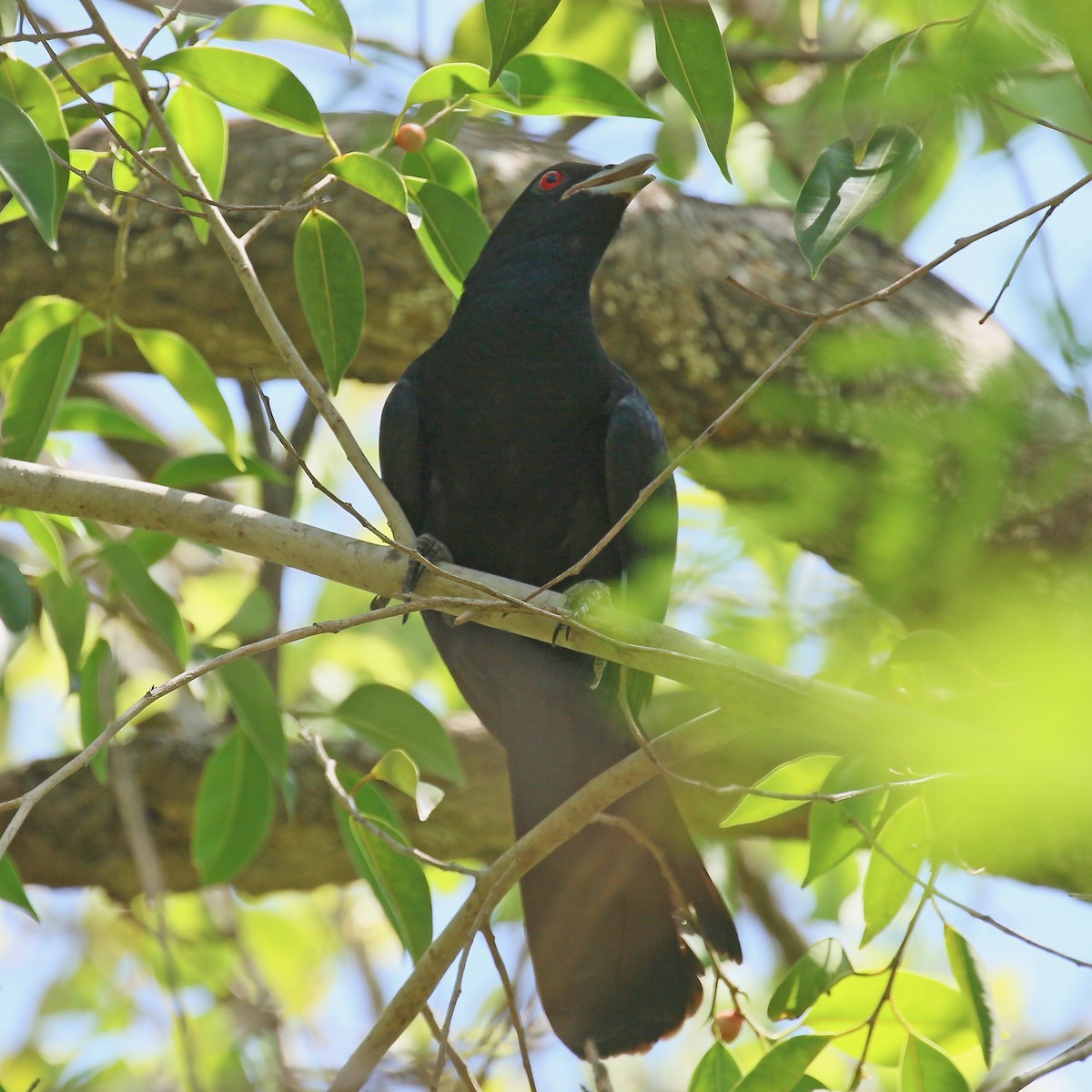 Pacific Koel (Australian) - Jan Andersson