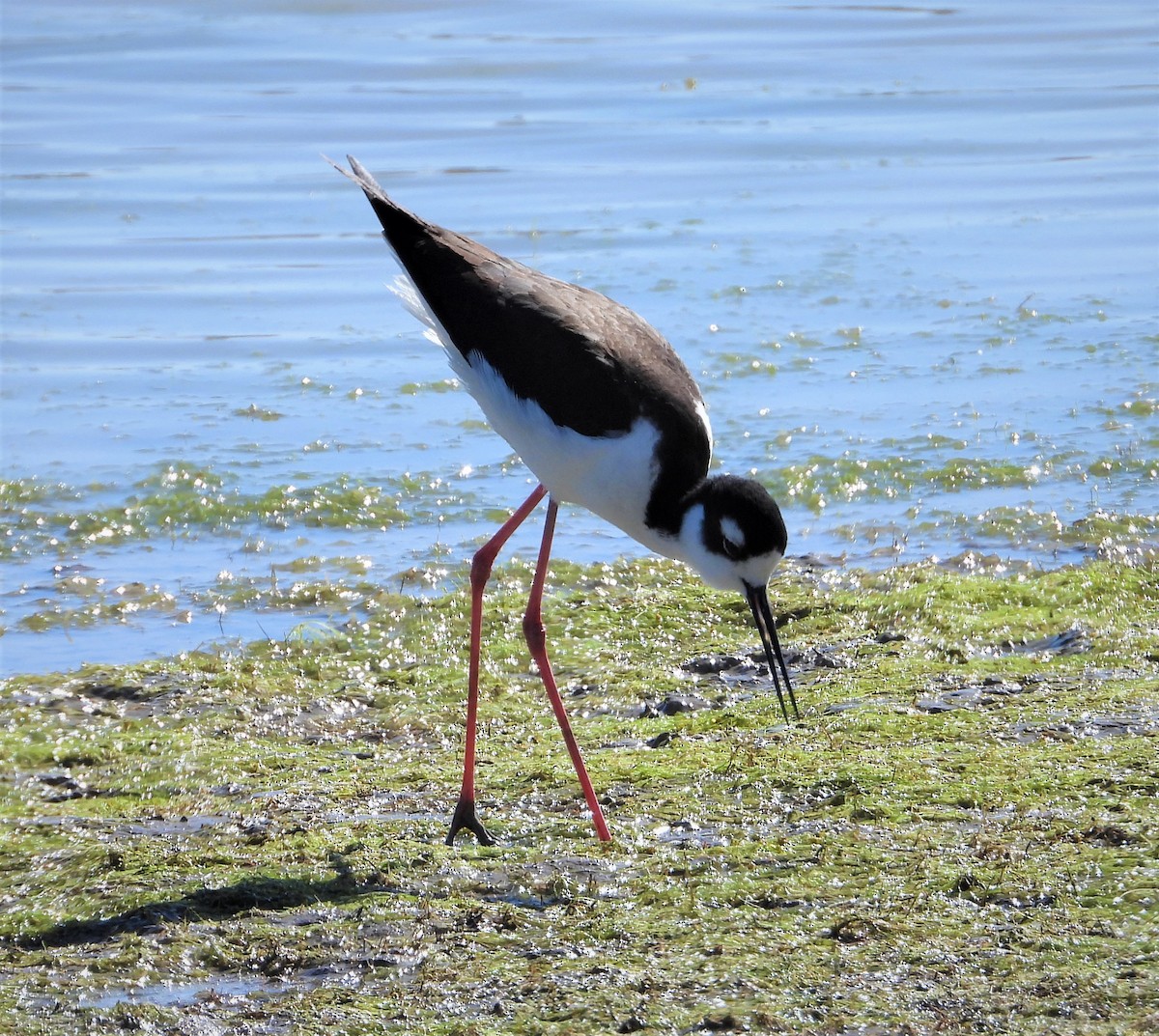 Black-necked Stilt - Lori Shuler