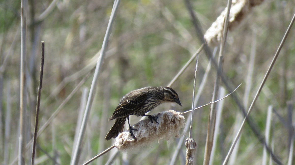 Red-winged Blackbird - Zella Nisley