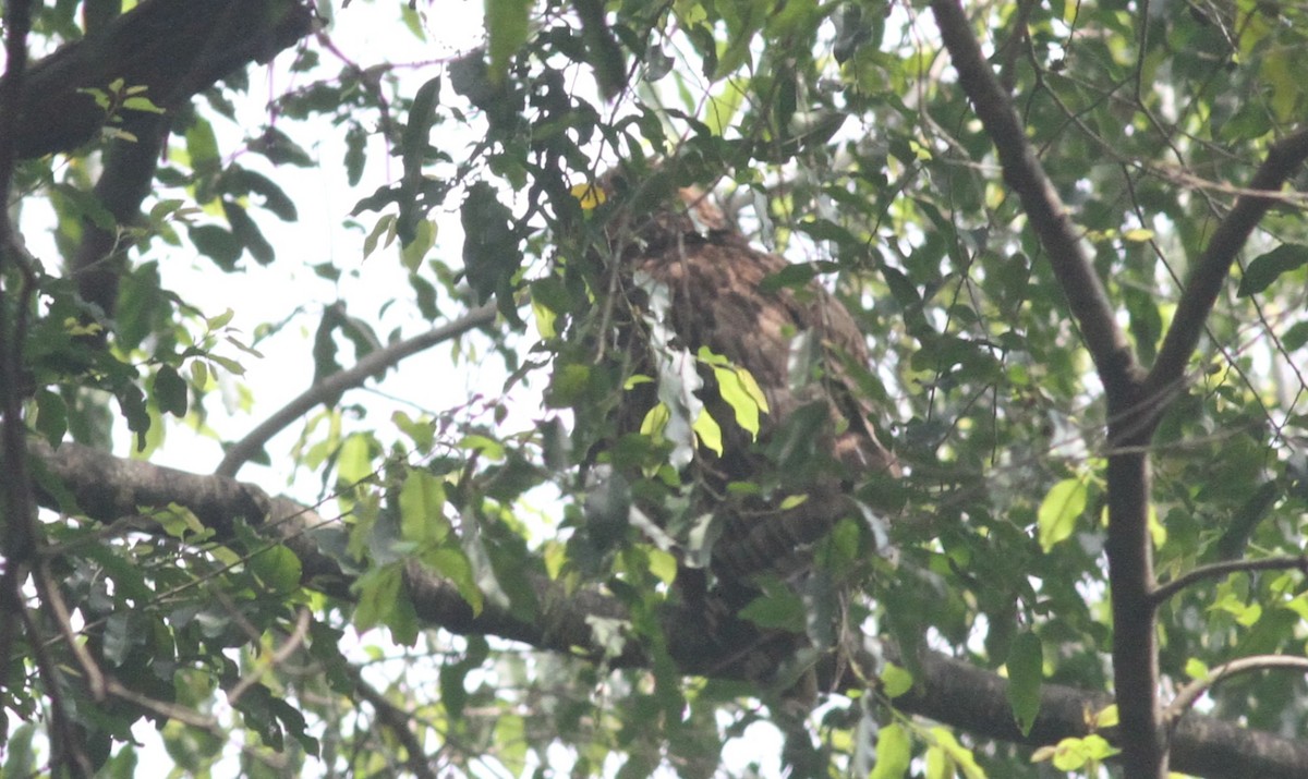 Brown Fish-Owl - ML328694201