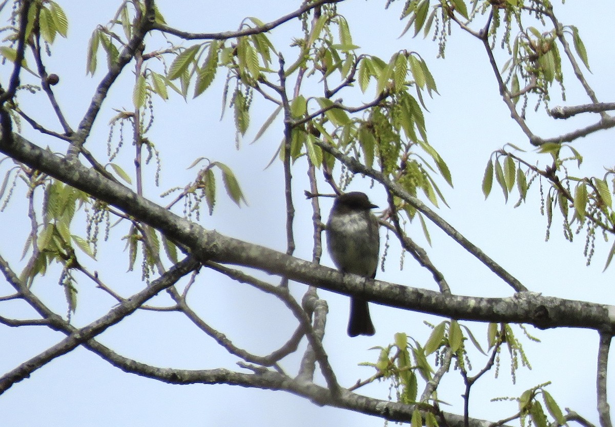 Eastern Phoebe - Zella Nisley