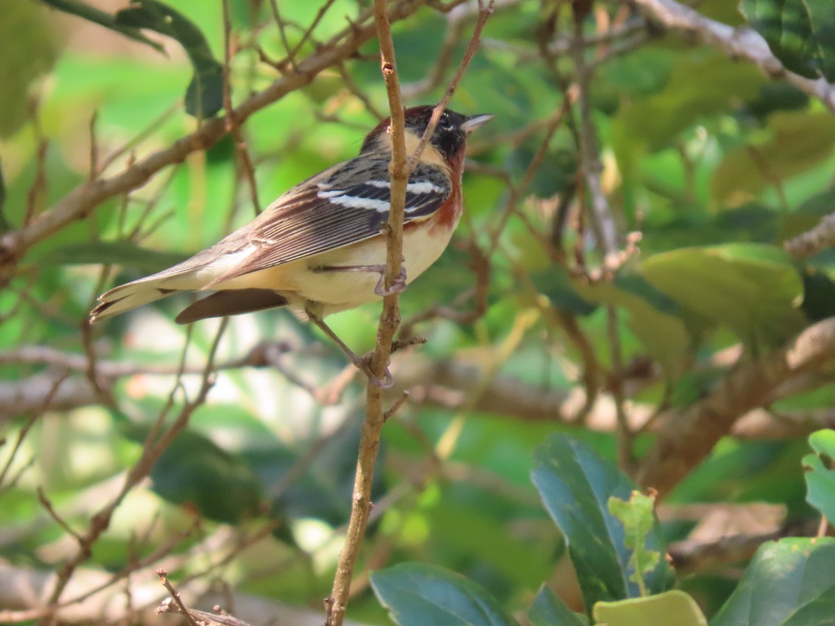 Bay-breasted Warbler - ML328695491