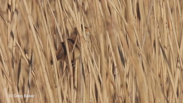 Common Reed Warbler - ML328696141