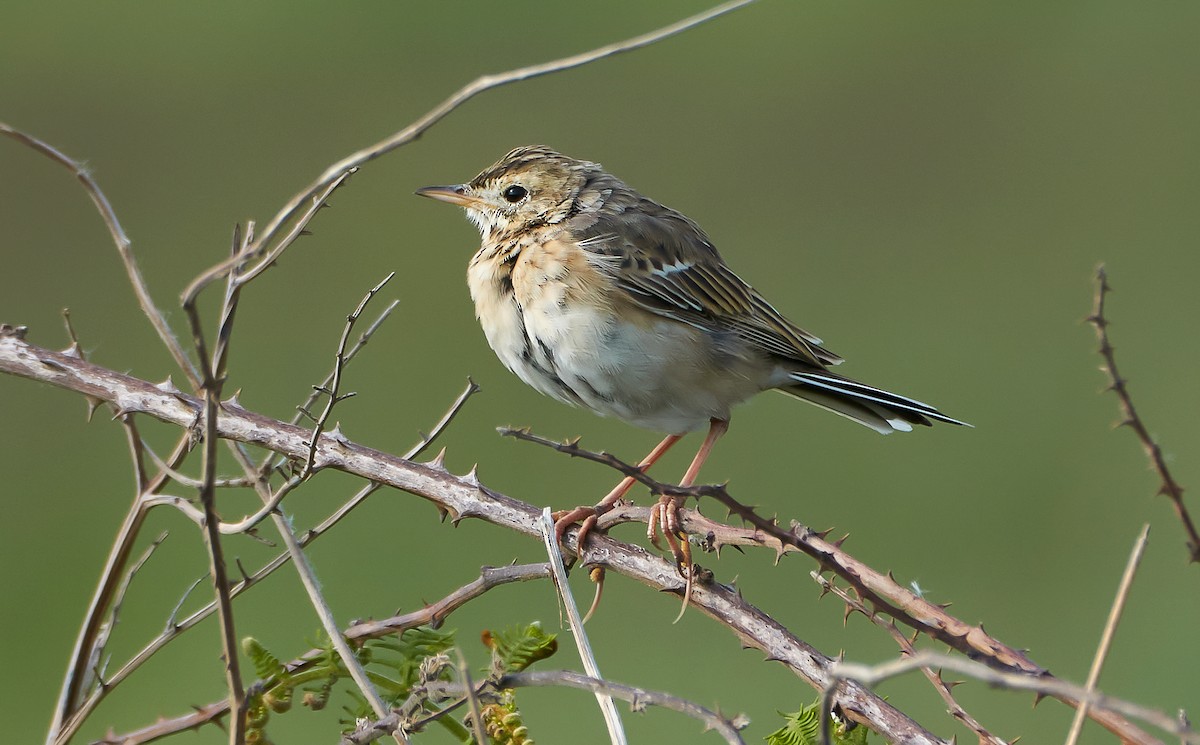 Richard's Pipit - ML328696391