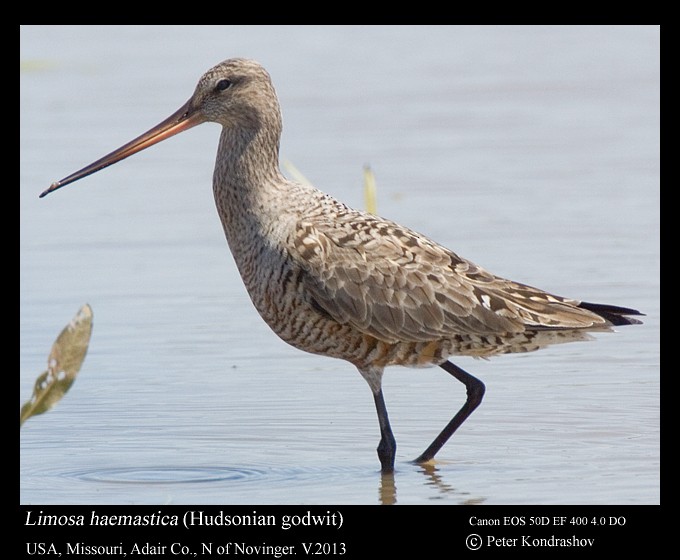 Hudsonian Godwit - Peter Kondrashov