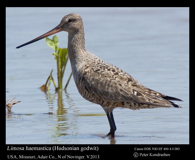 Hudsonian Godwit - Peter Kondrashov