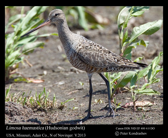 Hudsonian Godwit - Peter Kondrashov