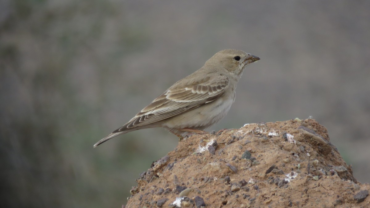 Pale Rockfinch - Houman Doroudi