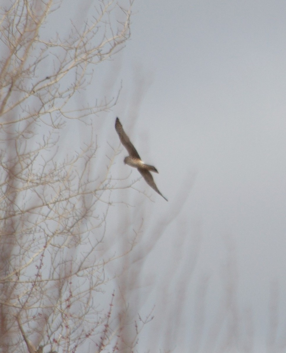 Northern Harrier - ML328697601