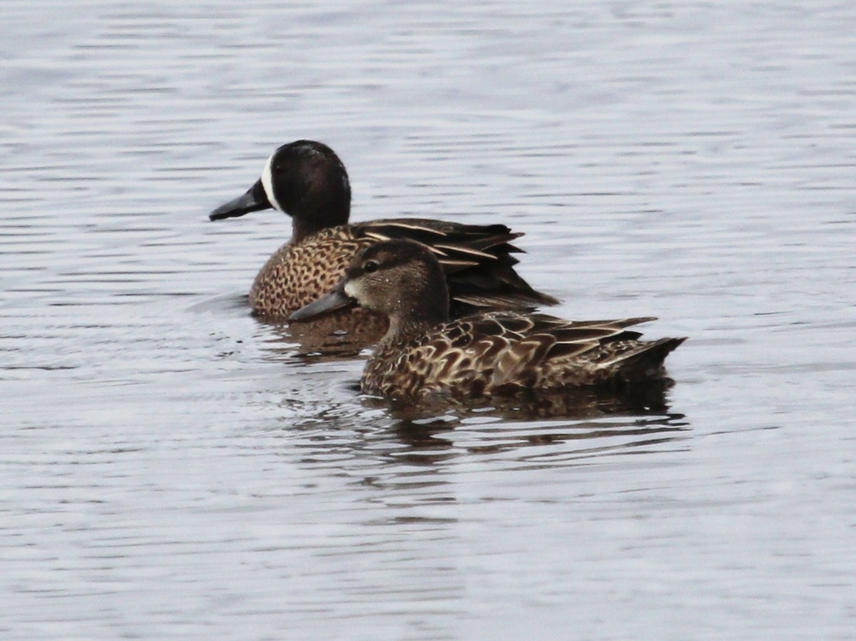 Blue-winged Teal - ML328697931