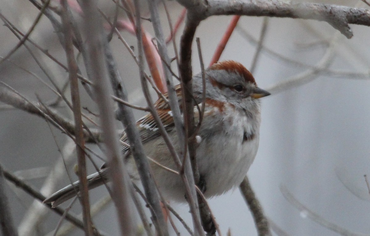 American Tree Sparrow - ML328698261