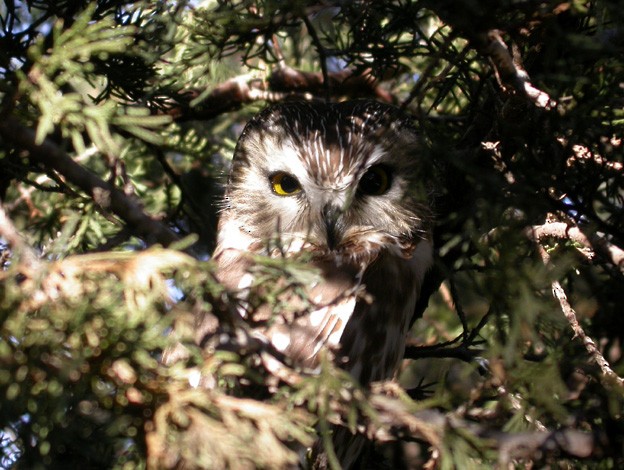 Northern Saw-whet Owl - ML32869931