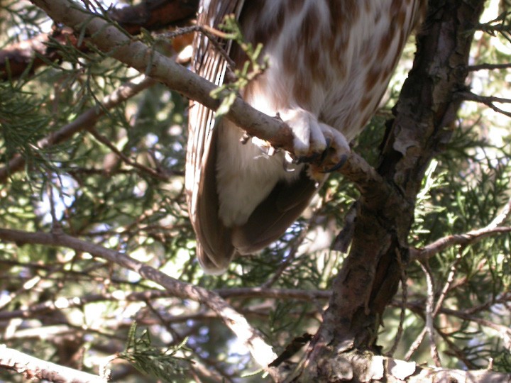 Northern Saw-whet Owl - ML32869941