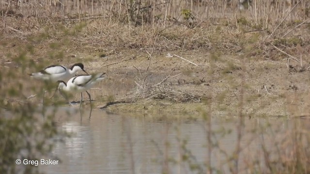 Pied Avocet - ML328701581