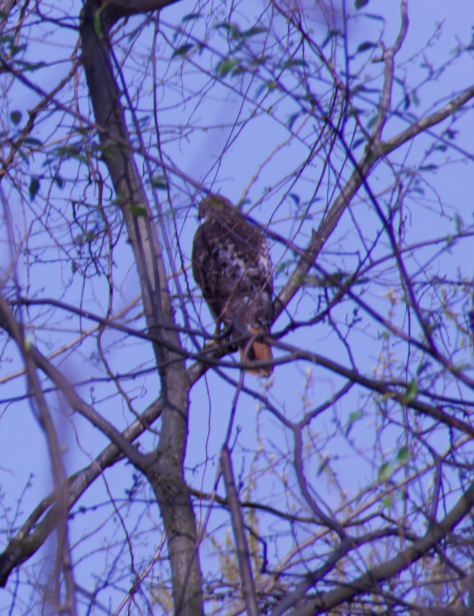 Red-tailed Hawk - ML328702251