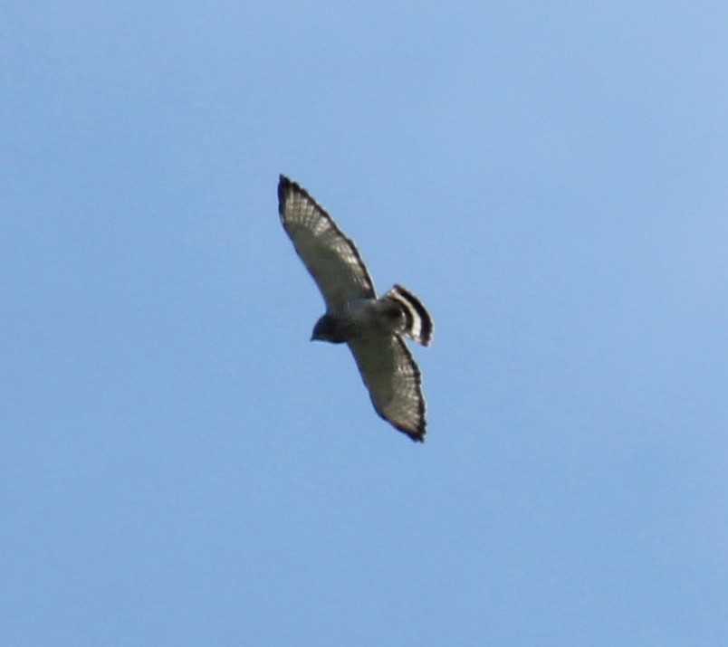 Broad-winged Hawk - Michele Wells