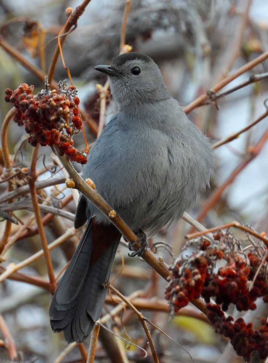 Gray Catbird - ML328702831