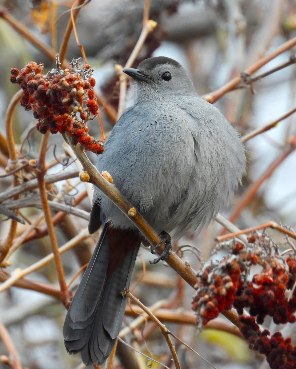 Gray Catbird - ML328702871