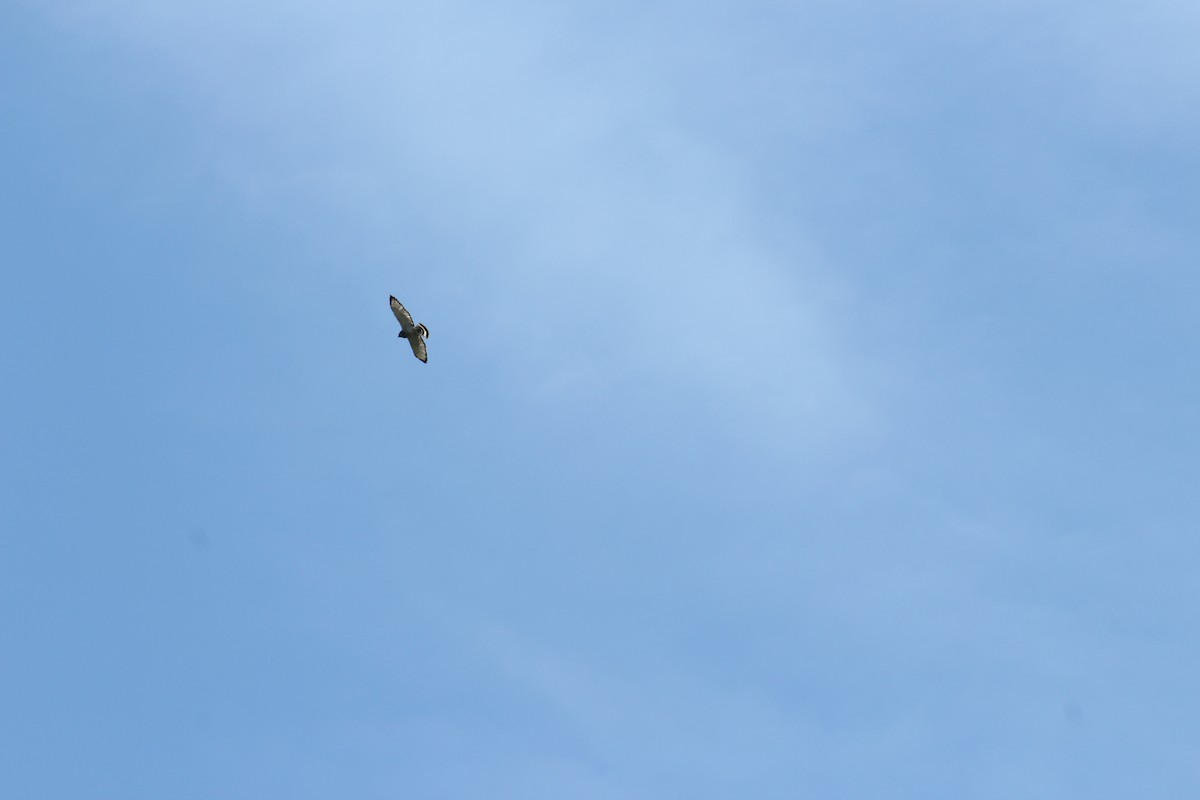 Broad-winged Hawk - ML328703041