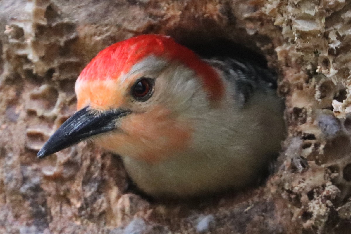 Red-bellied Woodpecker - ML328703701