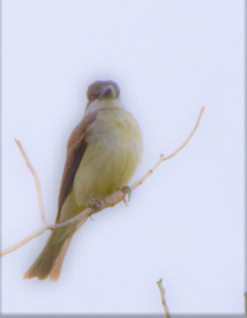 Thick-billed Kingbird - ML328706401