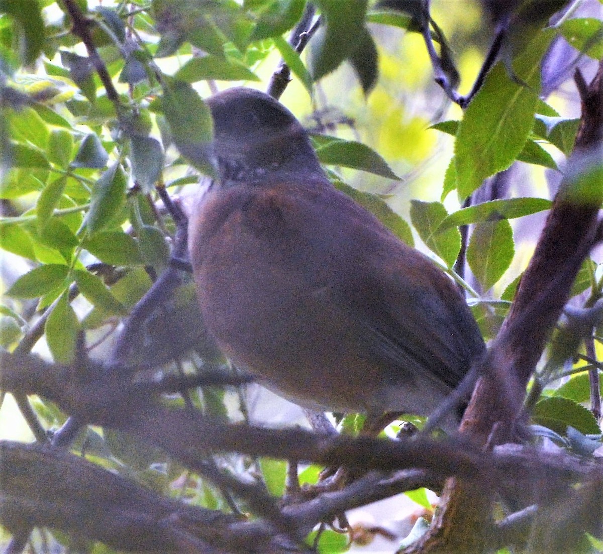 Rufous-backed Robin - ML328706641