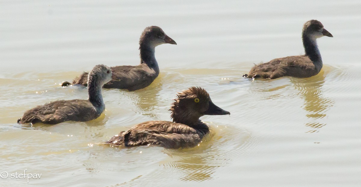 Common Goldeneye - ML32870671