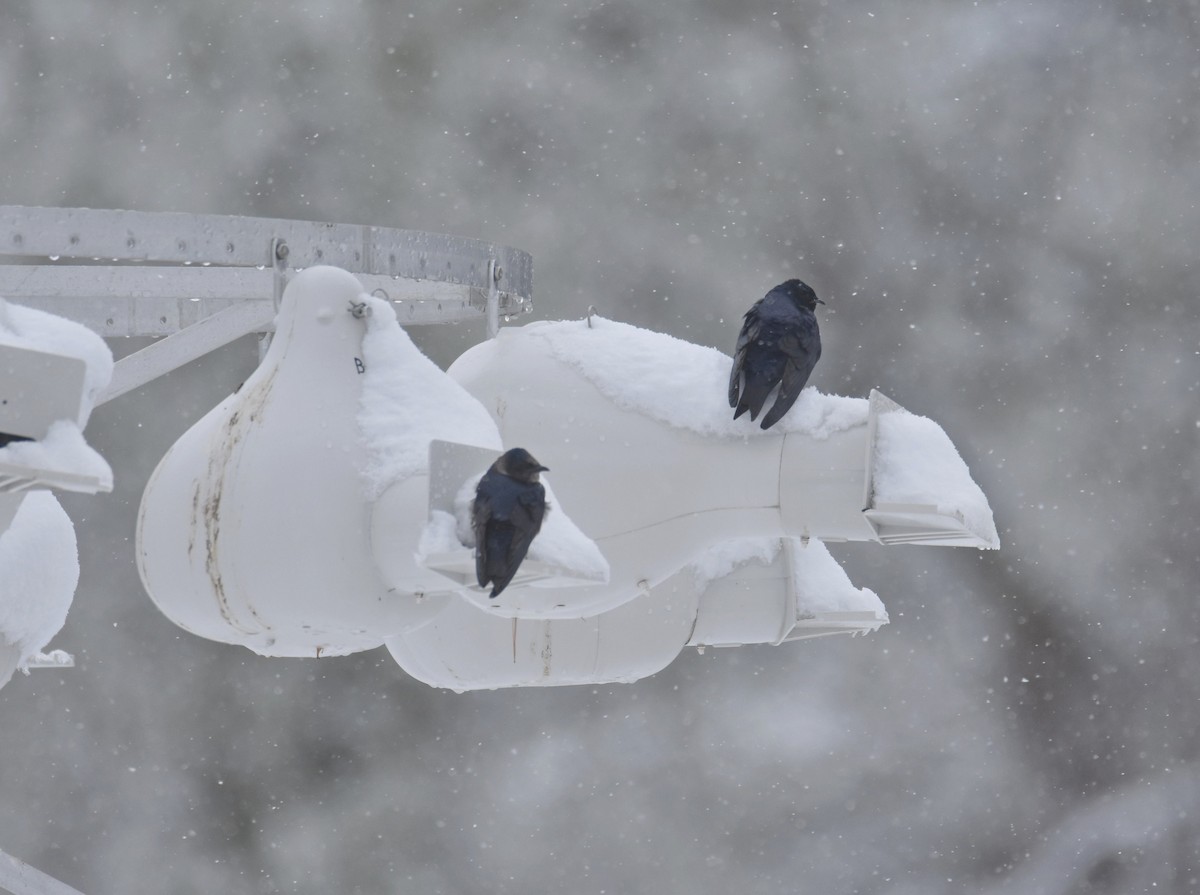 Purple Martin - Andrew Gaerte